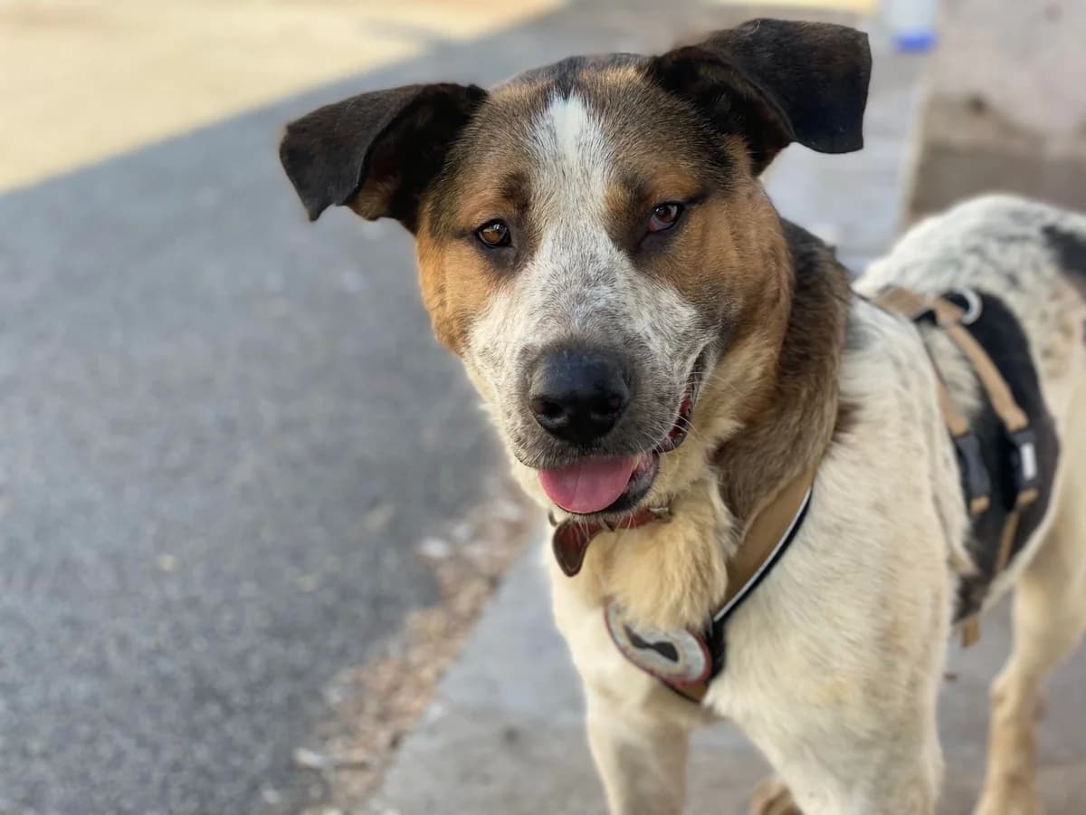 Ben, male 4yo Mixed Breed for adoption at Ein Herz für Streuner e.V., München