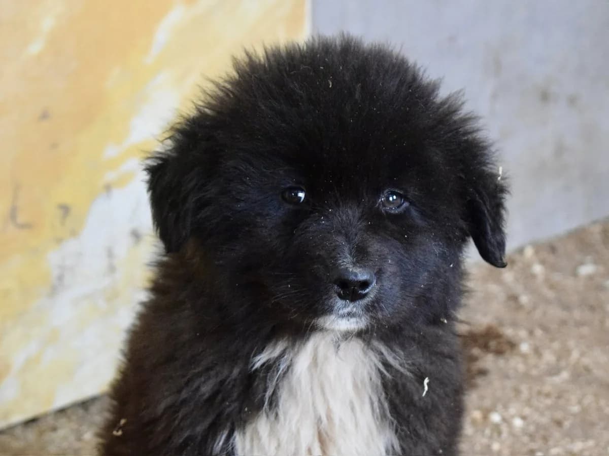 Ben, weiß male puppy Mixed Breed for adoption at Ein Herz für Streuner e.V., München