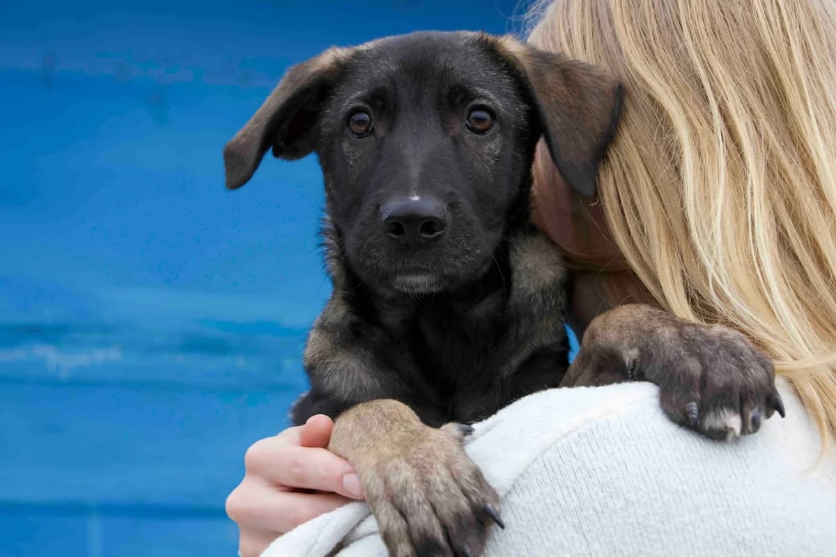 Ben, schwarz male puppy Mixed Breed for adoption at Ein Herz für Streuner e.V., München