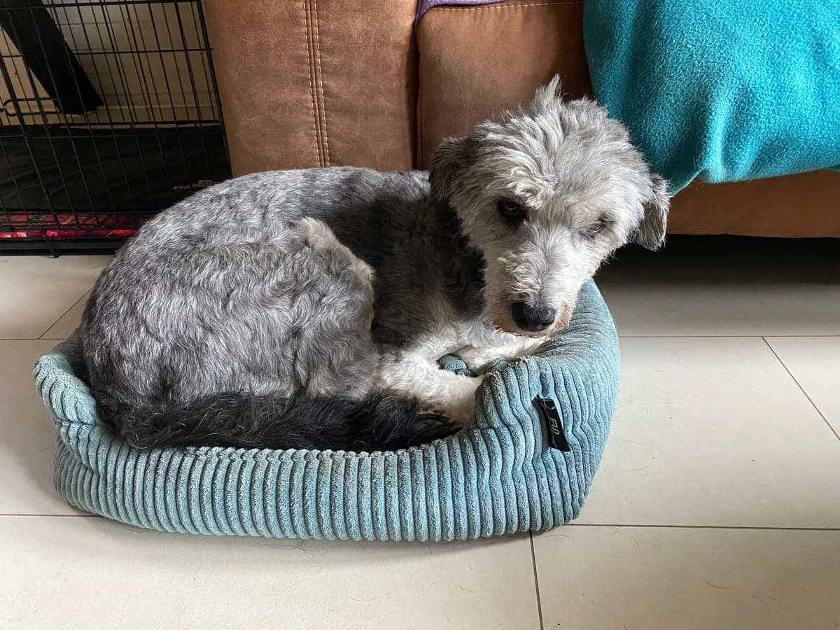 Bendetta, female 6yo Mixed Breed for adoption at Ein Herz für Streuner e.V., München