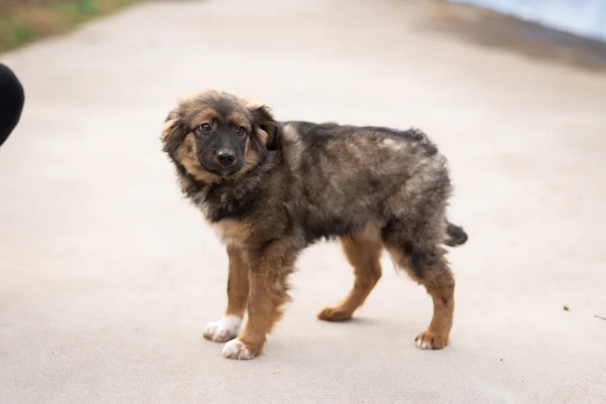 Bene, schwarz male puppy Mixed Breed for adoption at Ein Herz für Streuner e.V., München