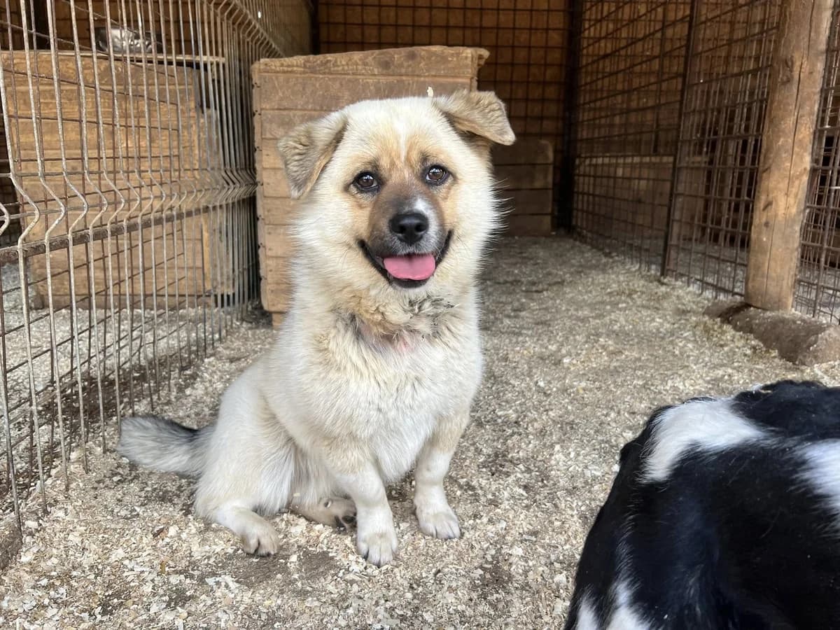 Bene, sand male 5yo Mixed Breed for adoption at Ein Herz für Streuner e.V., München