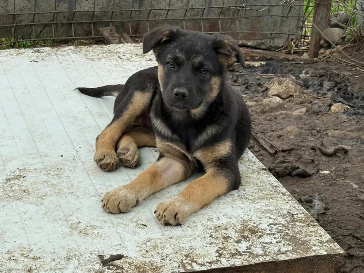 Benedictine, schwarz female puppy Mixed Breed for adoption at Ein Herz für Streuner e.V., München