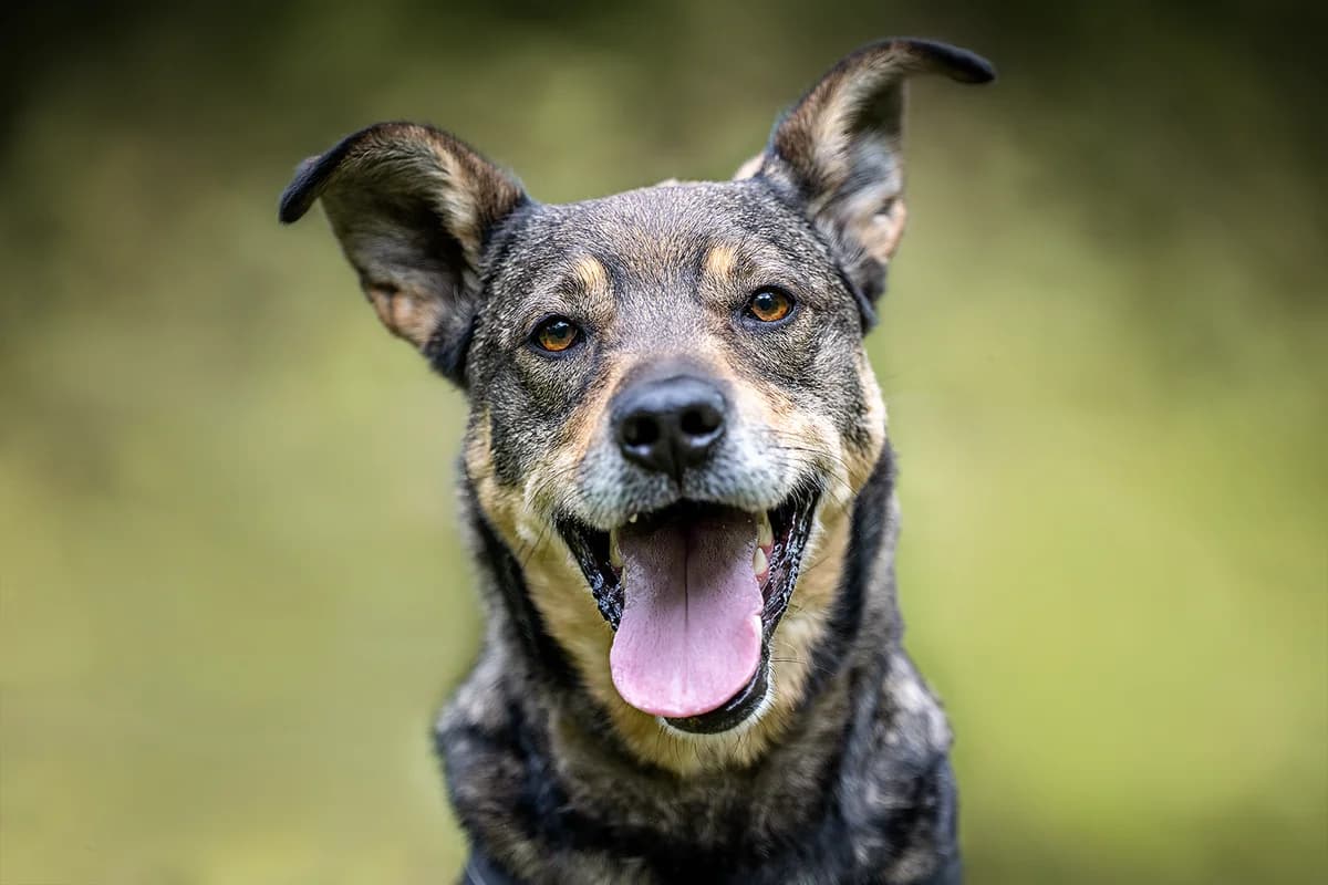 Beni, male 3yo Mixed Breed for adoption at Ein Herz für Streuner e.V., München