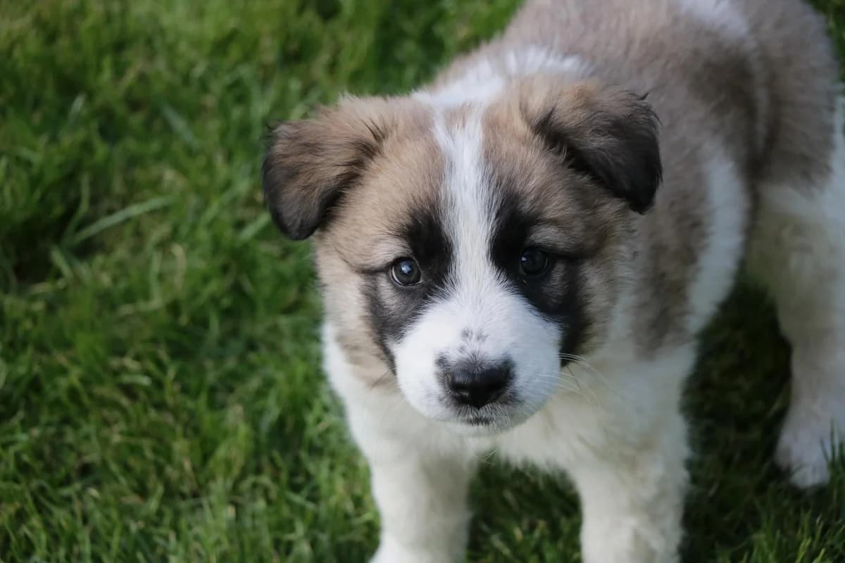 Benita, female puppy Mixed Breed for adoption at Ein Herz für Streuner e.V., München