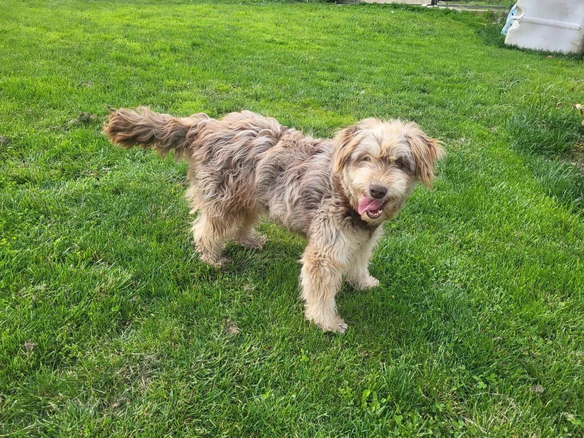 Benita, grau female 3yo Mixed Breed for adoption at Ein Herz für Streuner e.V., München