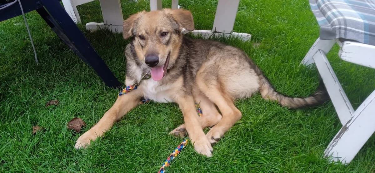 Benito, male puppy Mixed Breed for adoption at Ein Herz für Streuner e.V., München