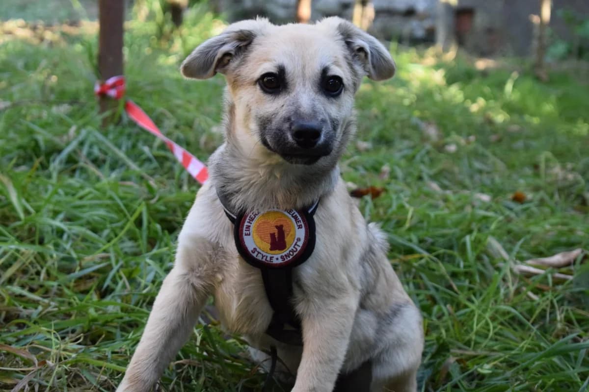 Benito, male puppy Mixed Breed for adoption at Ein Herz für Streuner e.V., München