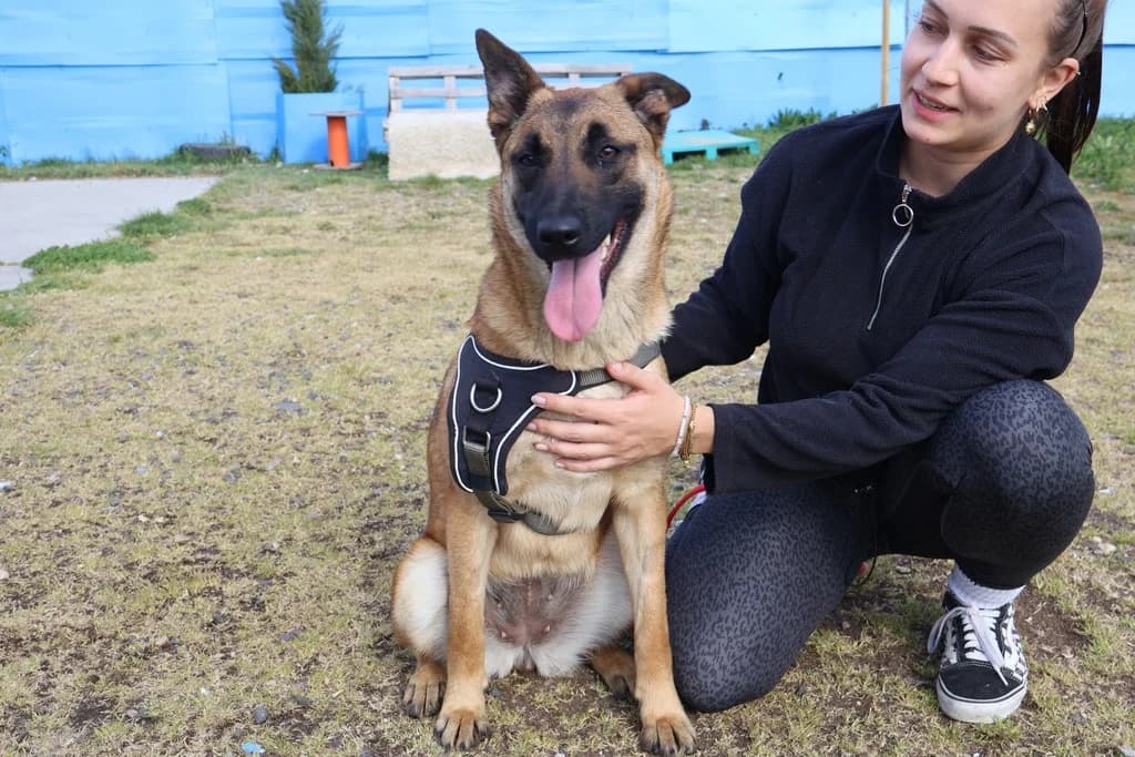 Benja, female young Mixed Breed for adoption at Ein Herz für Streuner e.V., München