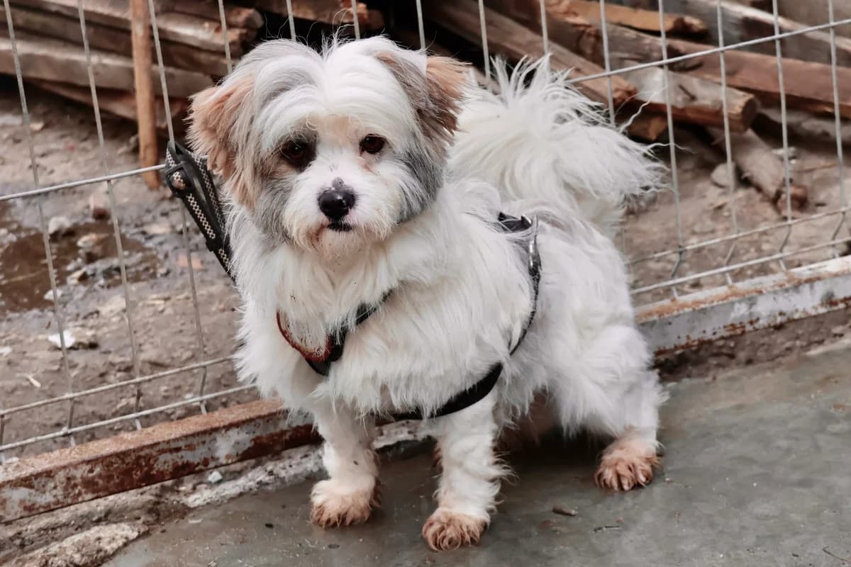 Benji, young Mixed Breed for adoption at Ein Herz für Streuner e.V., München