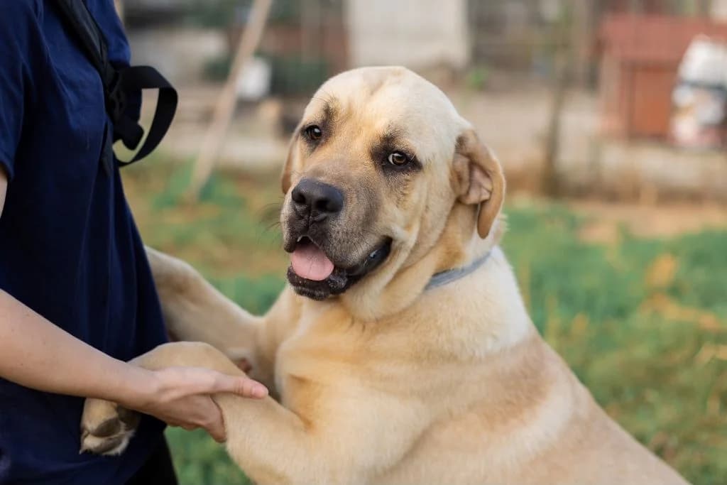 Benji, male young Mixed Breed for adoption at Ein Herz für Streuner e.V., München