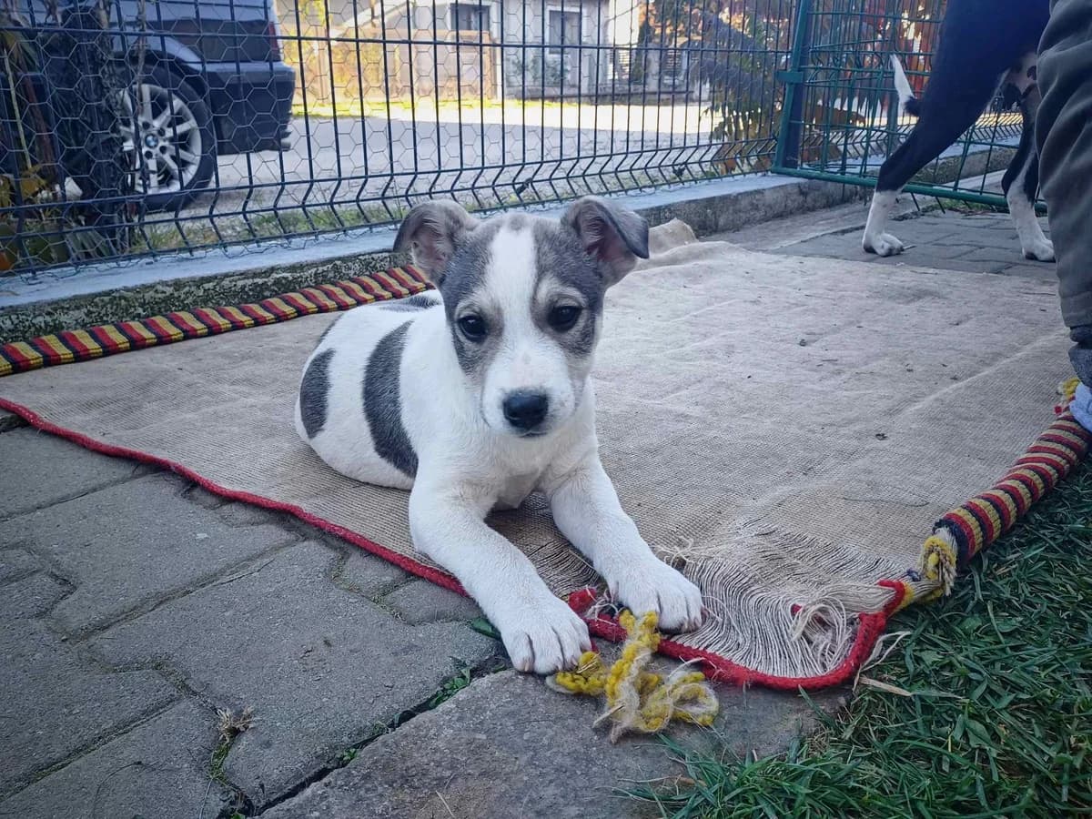 Benji, weiß male puppy Mixed Breed for adoption at Ein Herz für Streuner e.V., München