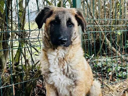 Benji, male puppy Mixed Breed for adoption at Ein Herz für Streuner e.V., München