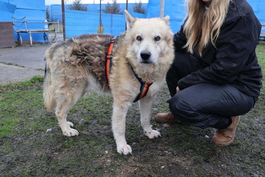 Bennet, schwarz male senior Mixed Breed for adoption at Ein Herz für Streuner e.V., München