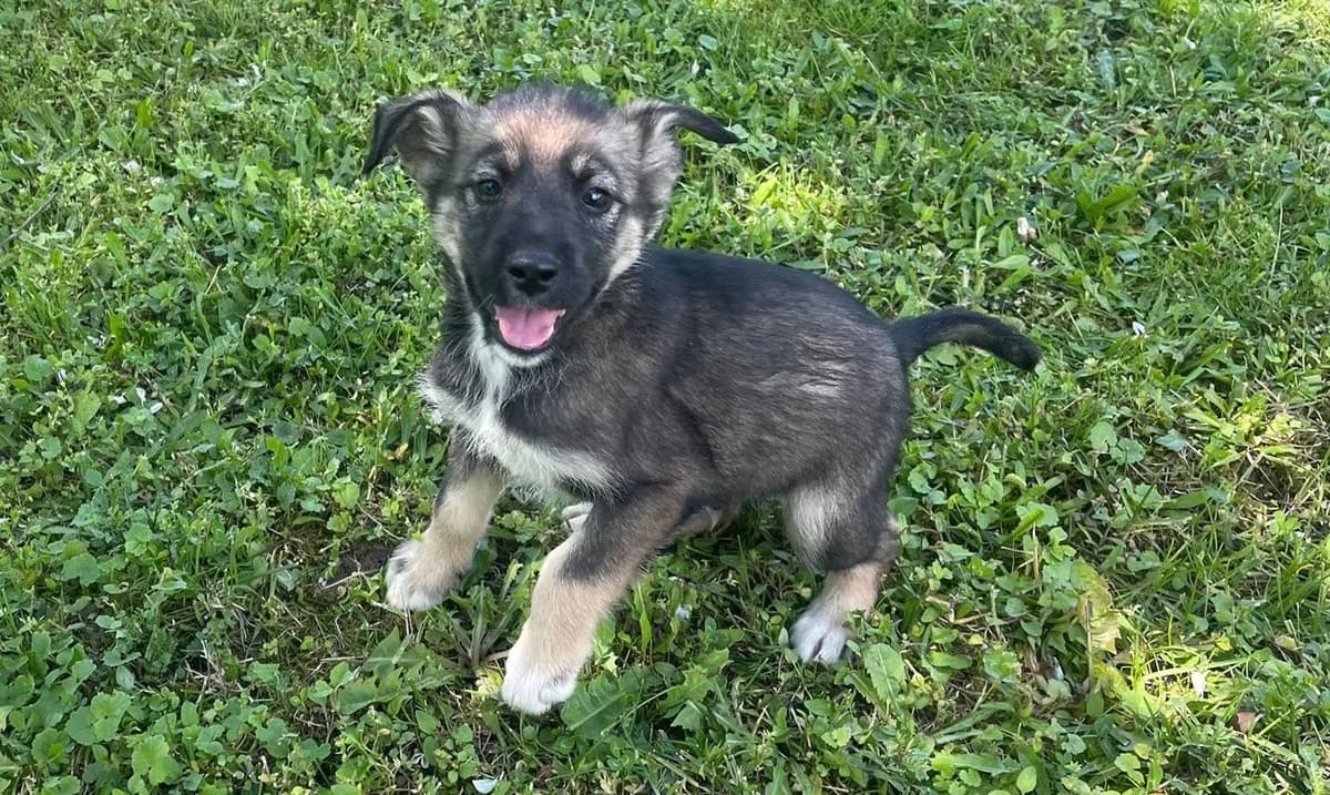 Benni, schwarz male puppy Mixed Breed for adoption at Ein Herz für Streuner e.V., München