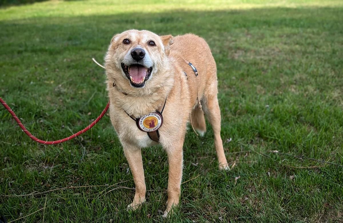 Benni, male 5yo Mixed Breed for adoption at Ein Herz für Streuner e.V., München