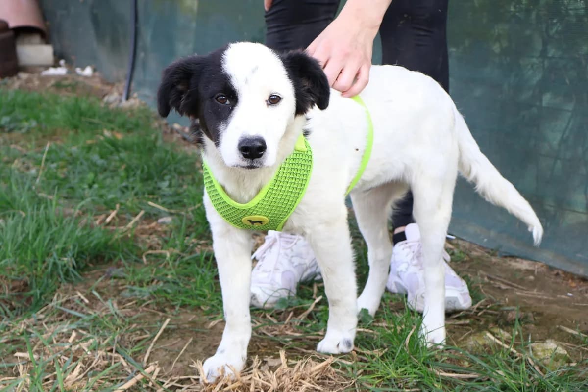 Benno, male puppy Mixed Breed for adoption at Ein Herz für Streuner e.V., München