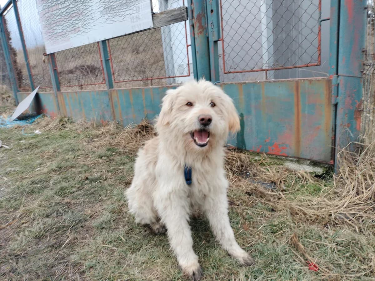 Benno, male 5yo Mixed Breed for adoption at Ein Herz für Streuner e.V., München