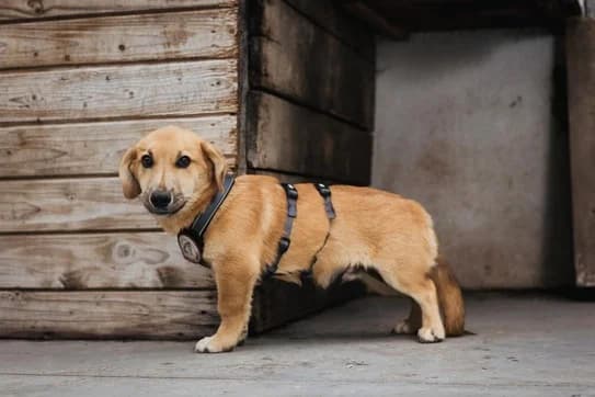 Benno, weiß male puppy Mixed Breed for adoption at Ein Herz für Streuner e.V., München