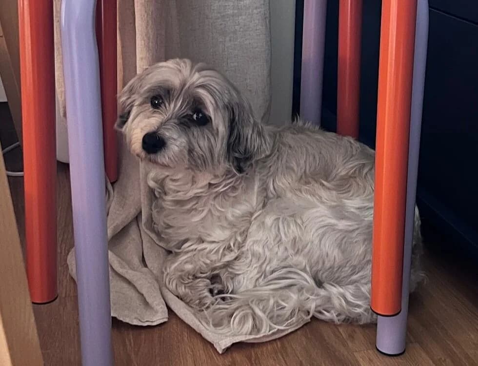 Benno, male 7yo Mixed Breed for adoption at Ein Herz für Streuner e.V., München