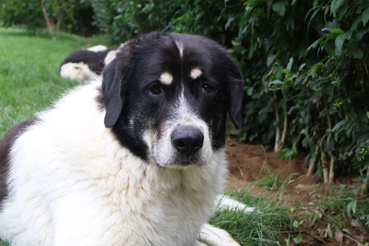 Benschi, male 5yo Mixed Breed for adoption at Ein Herz für Streuner e.V., München