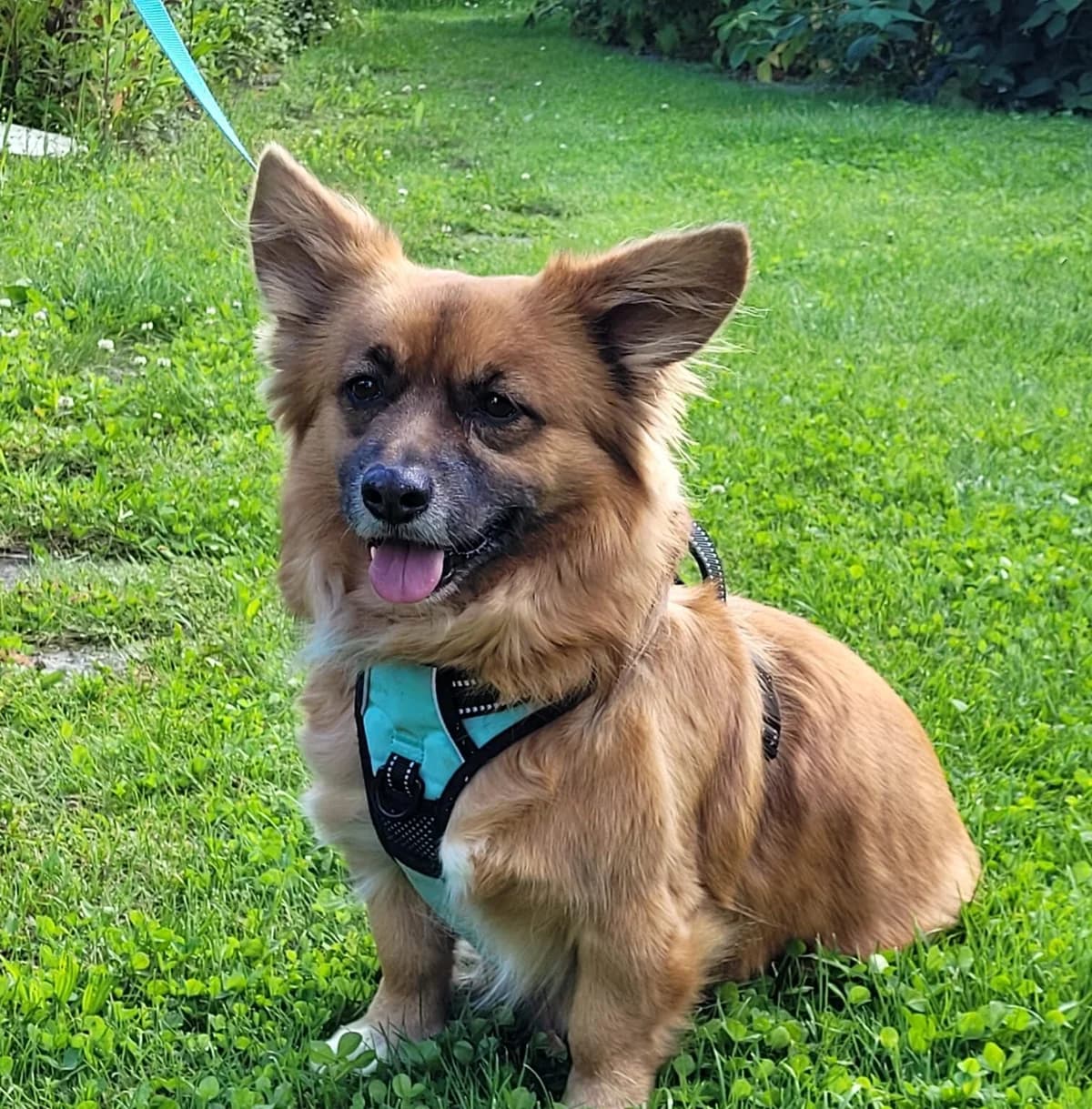 Benson, male 7yo Mixed Breed for adoption at Ein Herz für Streuner e.V., München