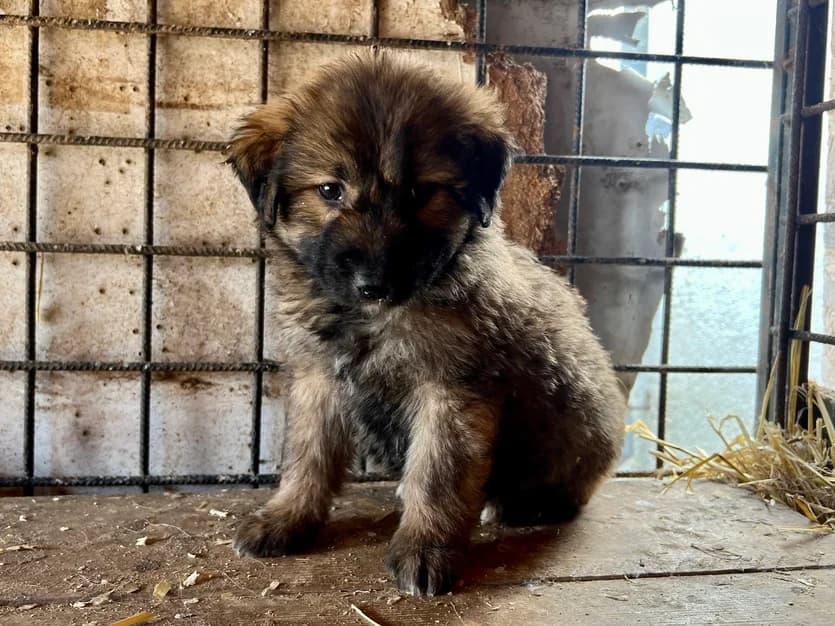 Bente, female puppy Mixed Breed for adoption at Ein Herz für Streuner e.V., München