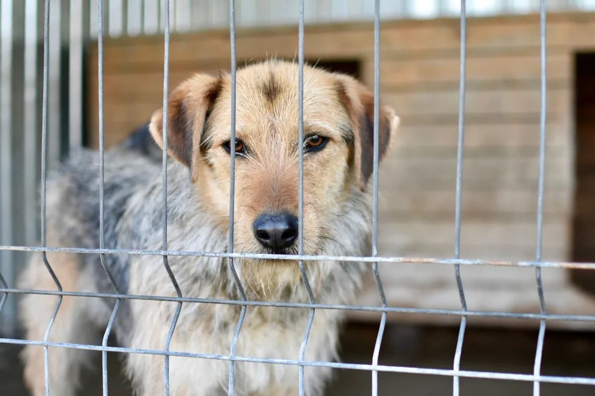 Bente, female 5yo Mixed Breed for adoption at Ein Herz für Streuner e.V., München