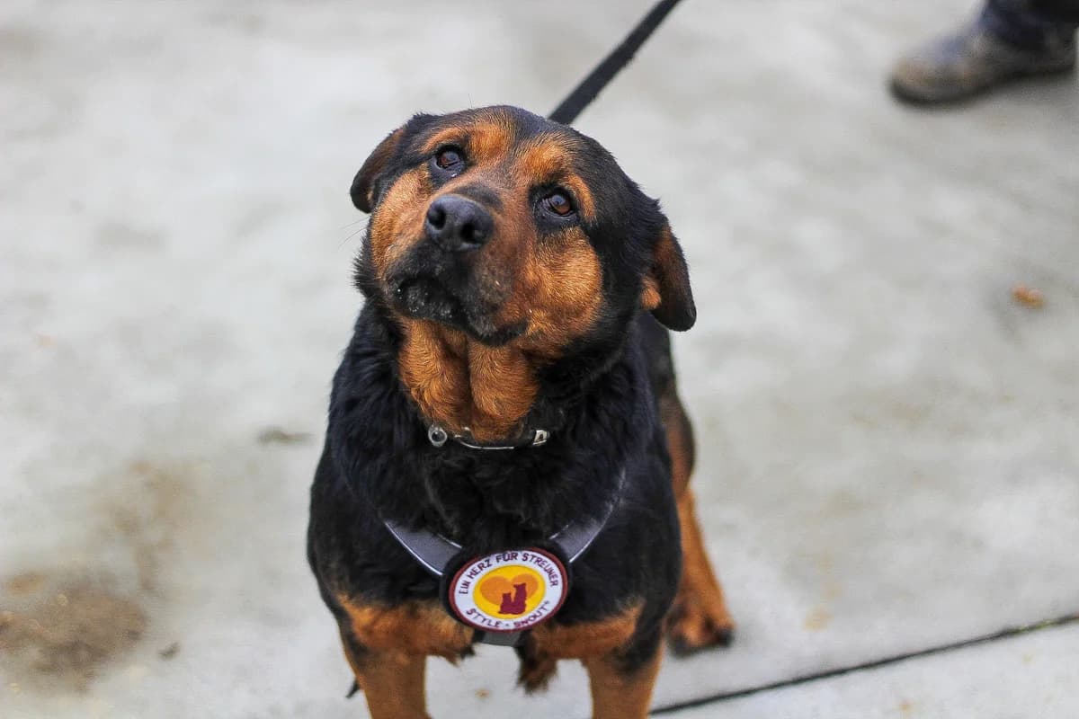 Bentje, female senior Mixed Breed for adoption at Ein Herz für Streuner e.V., München