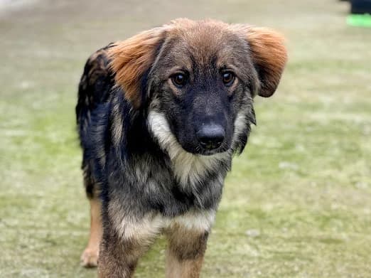 Benzko, male puppy Mixed Breed for adoption at Ein Herz für Streuner e.V., München