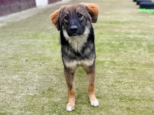 Benzko, male puppy Mixed Breed for adoption at Ein Herz für Streuner e.V., München