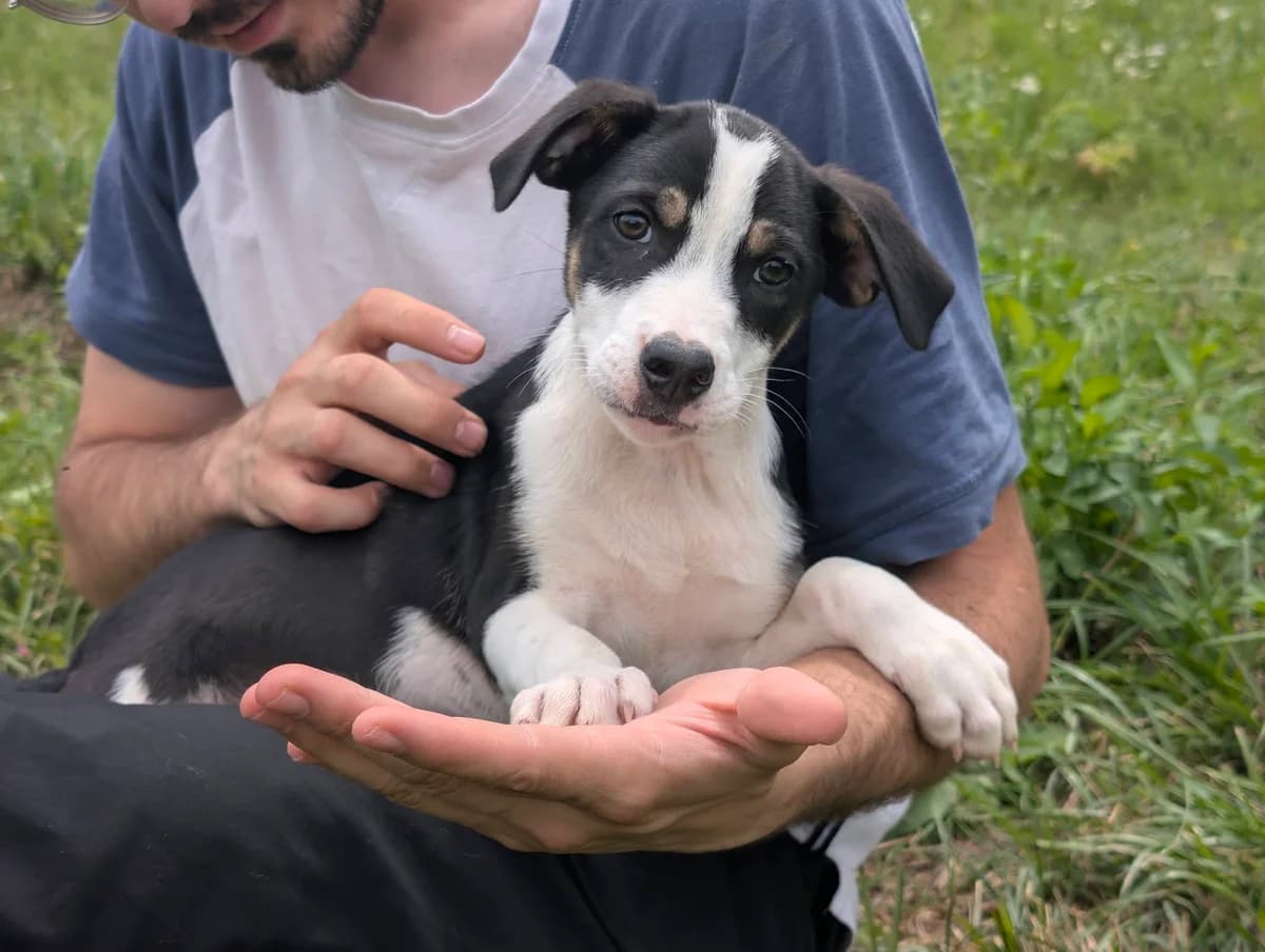 Beren, male puppy Mixed Breed for adoption at Ein Herz für Streuner e.V., München