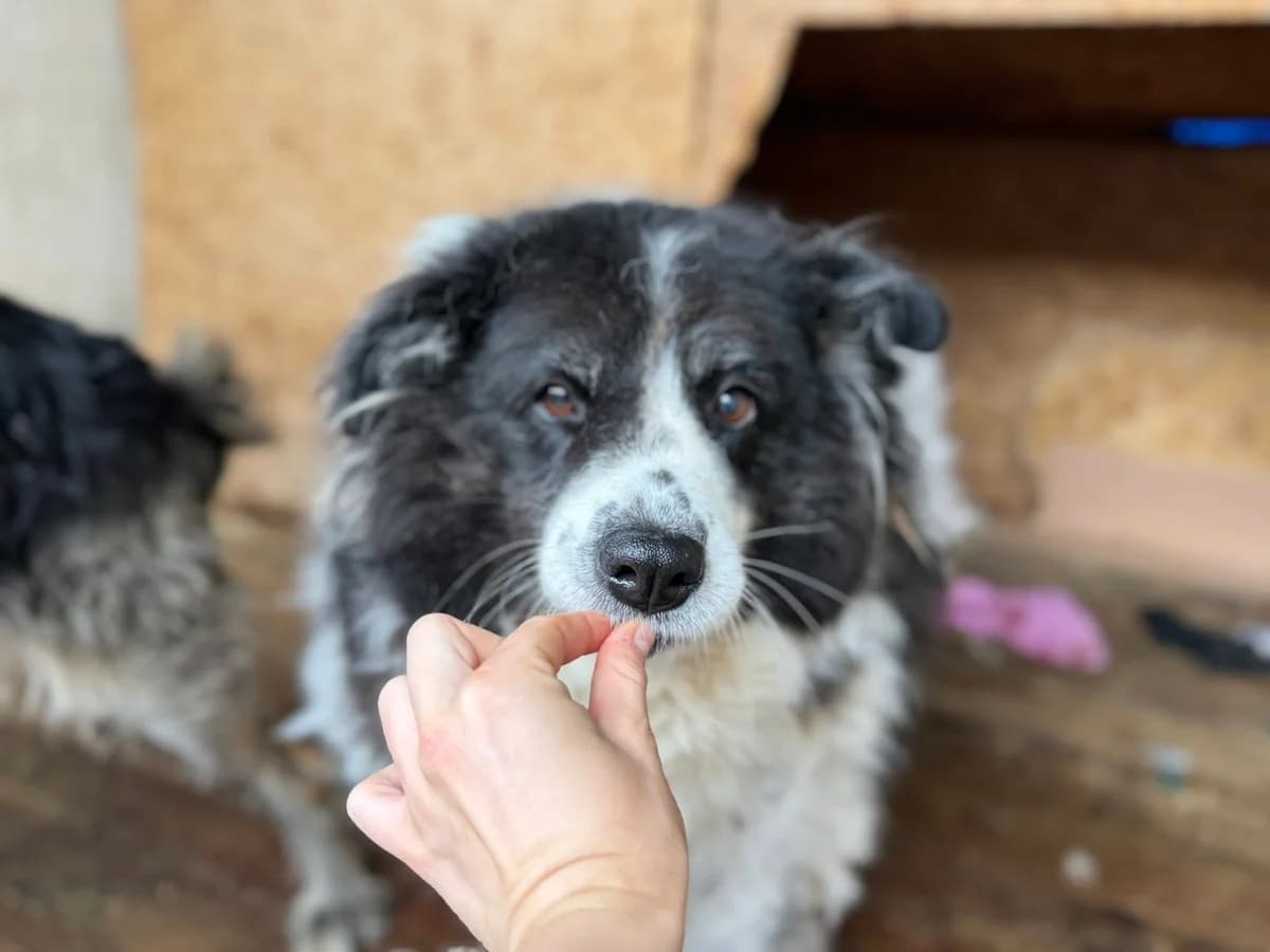 Berlinda, schwarz female 7yo Mixed Breed for adoption at Ein Herz für Streuner e.V., München