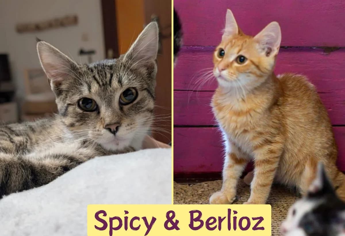 Berlioz&Spicy, female puppy Mixed Breed for adoption at Ein Herz für Streuner e.V., München