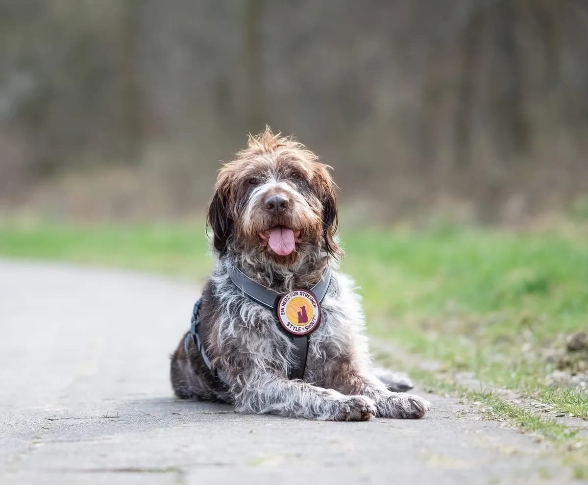 Berna, female 5yo Mixed Breed for adoption at Ein Herz für Streuner e.V., München