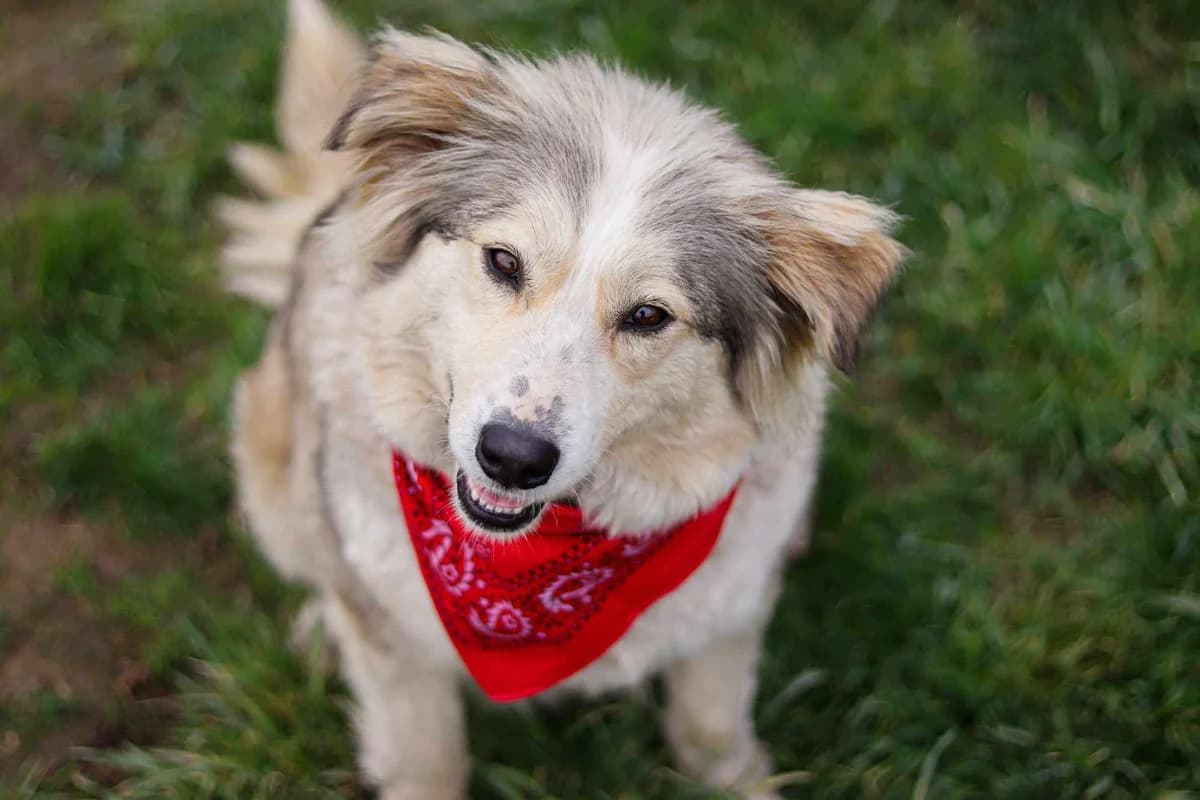 Bernadette, weiß female 3yo Mixed Breed for adoption at Ein Herz für Streuner e.V., München