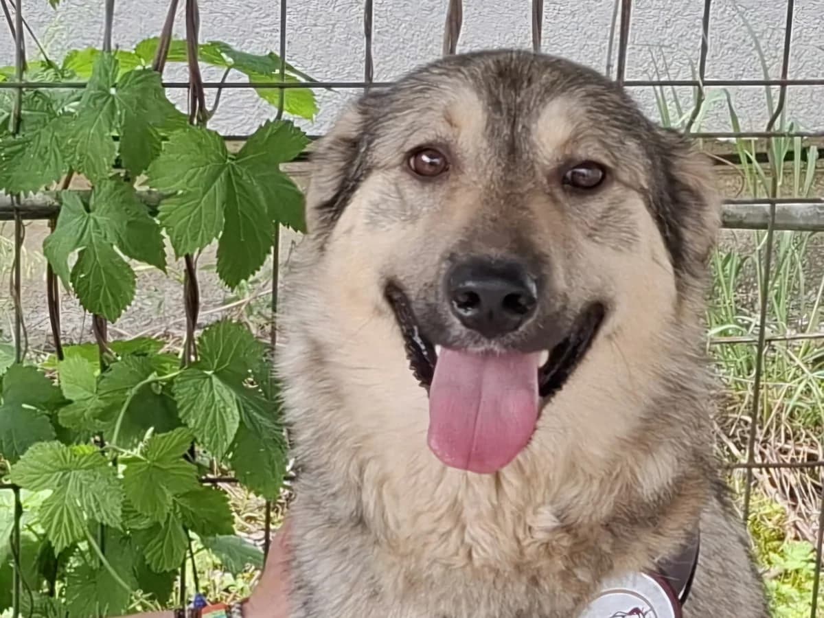 Bernardo, male young Mixed Breed for adoption at Ein Herz für Streuner e.V., München