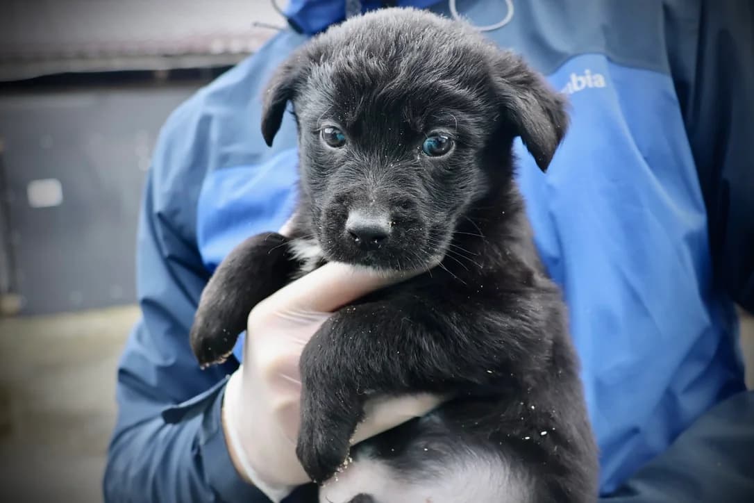 Bernd, weiß male puppy Mixed Breed for adoption at Ein Herz für Streuner e.V., München