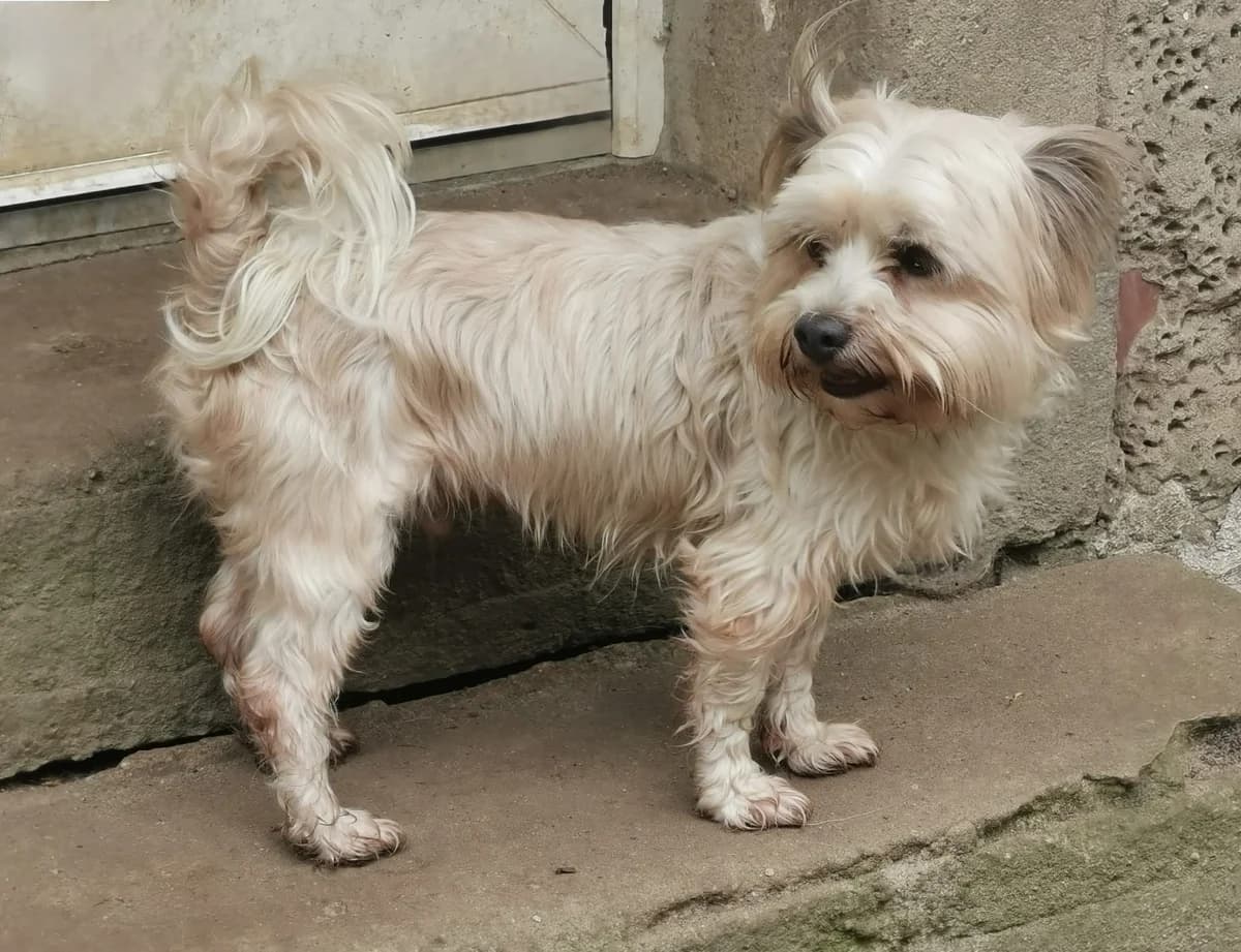 Bernhard, male 5yo Mixed Breed for adoption at Ein Herz für Streuner e.V., München