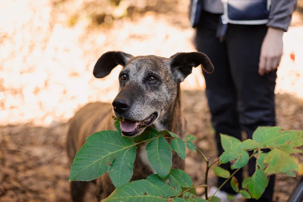 Bernhard, male 7yo Mixed Breed for adoption at Ein Herz für Streuner e.V., München