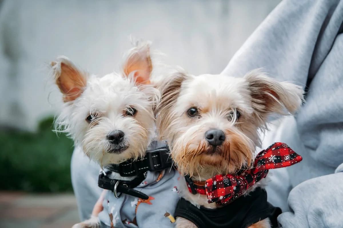 Bernhard&Bianca, female 5yo Mixed Breed for adoption at Ein Herz für Streuner e.V., München