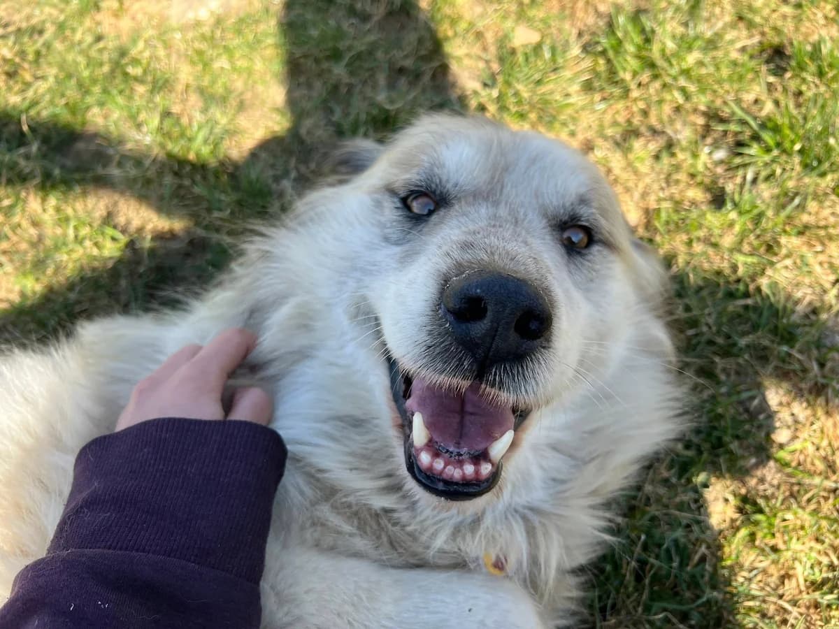 Bernie, male 4yo Mixed Breed for adoption at Ein Herz für Streuner e.V., München