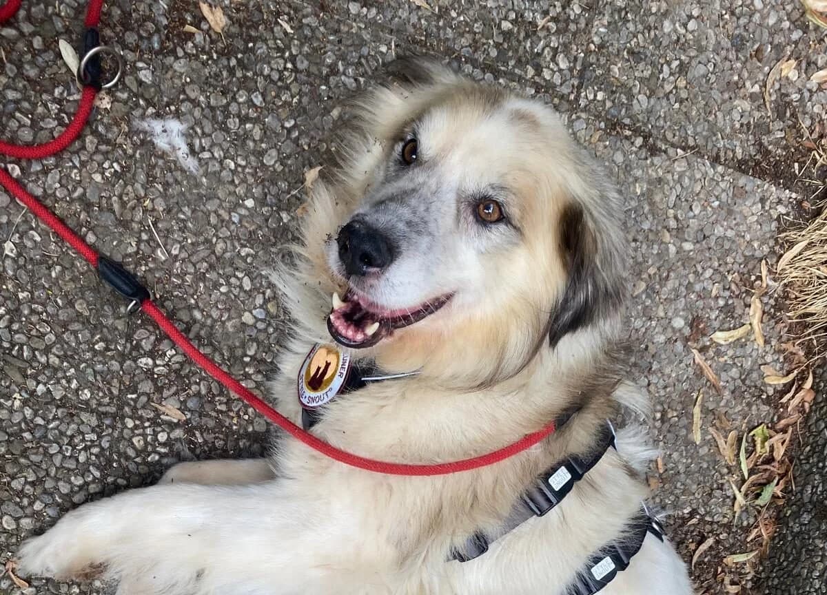 Bernie, male 4yo Mixed Breed for adoption at Ein Herz für Streuner e.V., München