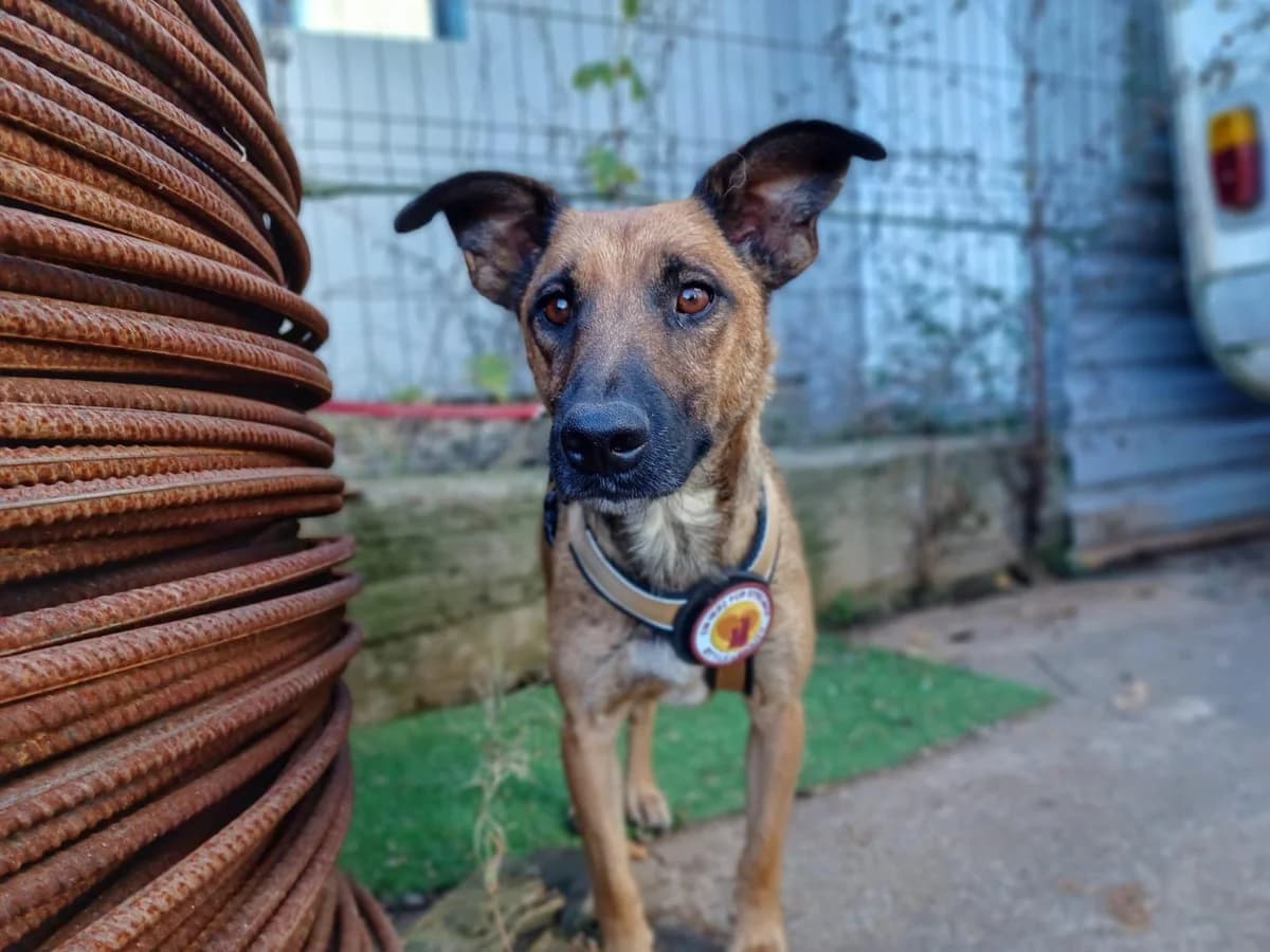 Bernina, female 3yo Mixed Breed for adoption at Ein Herz für Streuner e.V., München