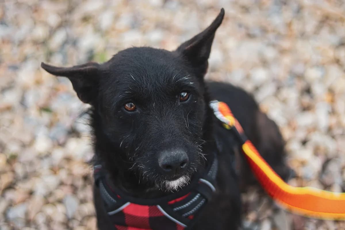 Berno, weiß male young Mixed Breed for adoption at Ein Herz für Streuner e.V., München