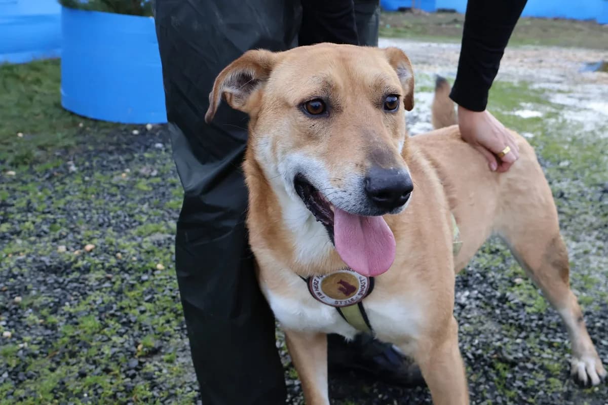 Bernstein, male 5yo Mixed Breed for adoption at Ein Herz für Streuner e.V., München