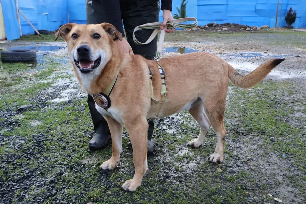 Bernstein, male 5yo Mixed Breed for adoption at Ein Herz für Streuner e.V., München