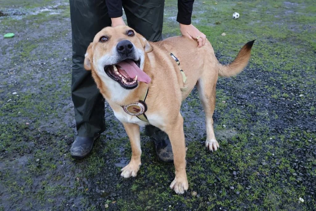 Bernstein, male 5yo Mixed Breed for adoption at Ein Herz für Streuner e.V., München