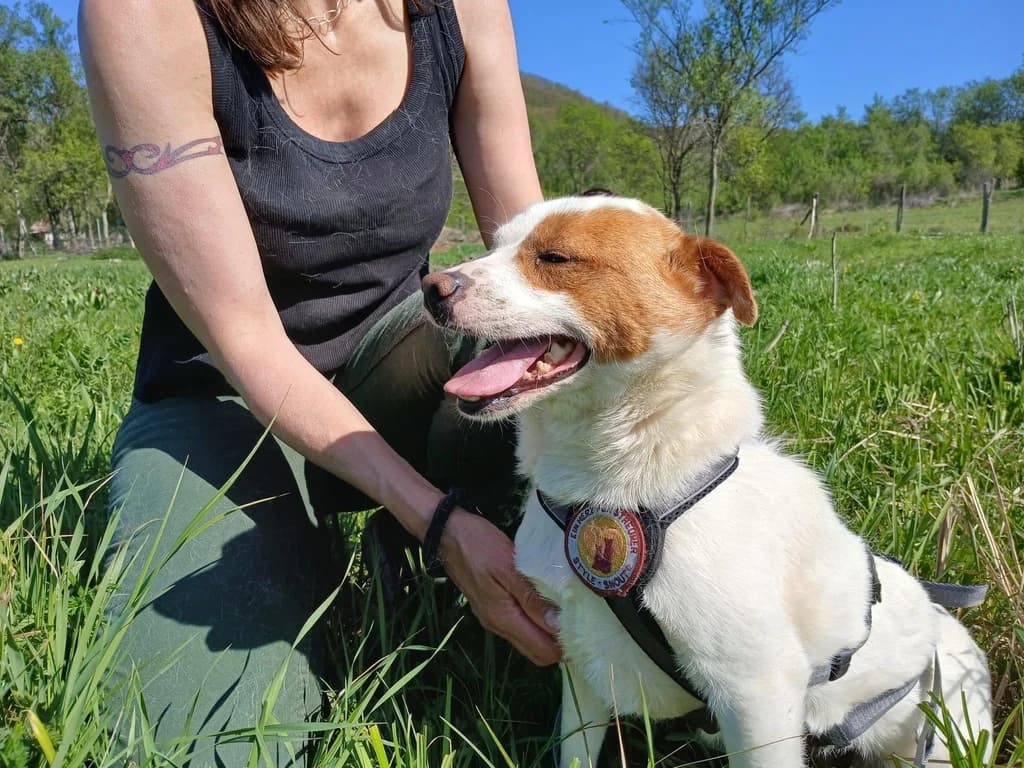 Bernt, weiß male 4yo Mixed Breed for adoption at Ein Herz für Streuner e.V., München