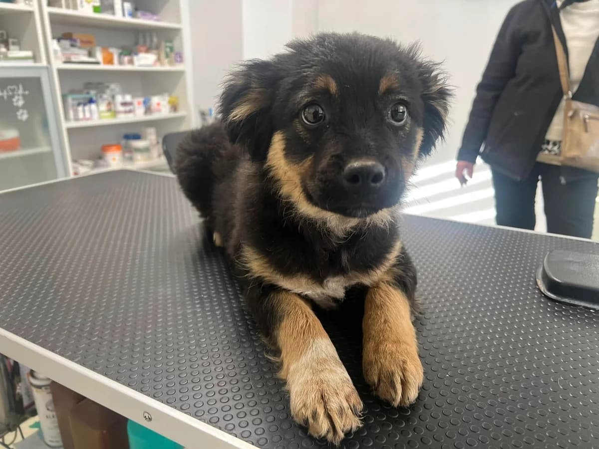 Bernti, male puppy Mixed Breed for adoption at Ein Herz für Streuner e.V., München